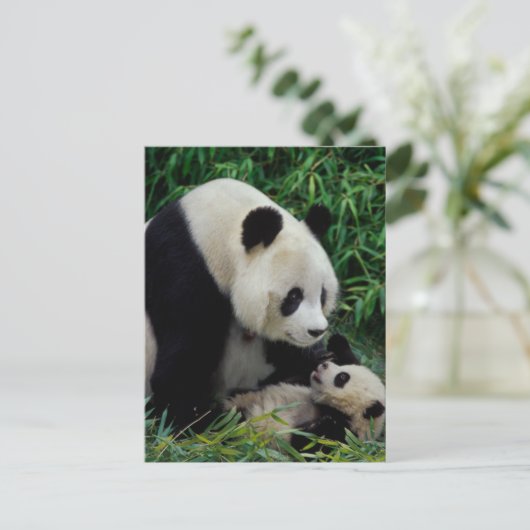 Moeder panda en baby in de bamboe struik Wolong Briefkaart (Staand voorkant)