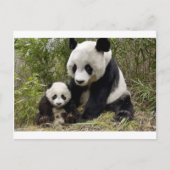 Moeder Panda met haar welp Briefkaart (Voorkant)