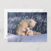 Moeder Polar-Beer met tweeling, Briefkaart (Voorkant / Achterkant)