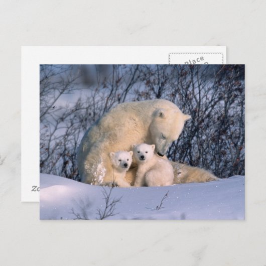 Moeder Polar-Beer met tweeling, Briefkaart (Voorkant / Achterkant)