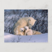 Moeder Polar-Beer met tweeling, Briefkaart (Voorkant)