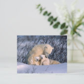 Moeder Polar-Beer met tweeling, Briefkaart (Staand voorkant)