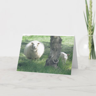 Moeder Schaap en Lam Voorjaars Natuurfotografie Kaart