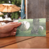 Moeder Schapen en lammeren Kaart