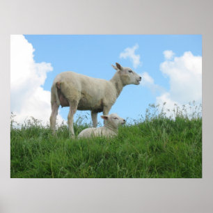 Moeder Sheep en haar Lamb Grass Photo Poster Print