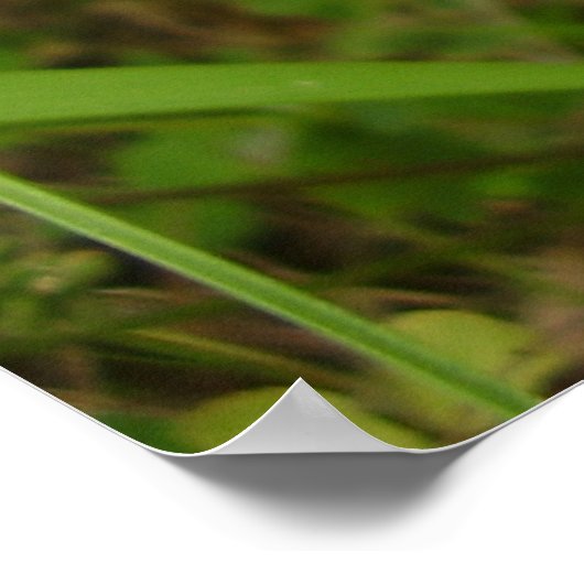 Moeder Shipton Moth Poster (Hoek)