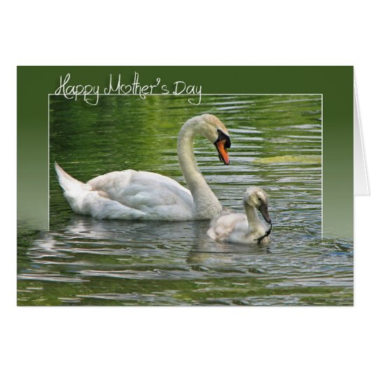 Moeder Swan met Cygnet (Voorkant Horizontaal)