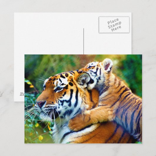 Moeder tijger met klimmen en teitten op Baby Briefkaart (Voorkant / Achterkant)