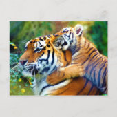 Moeder tijger met klimmen en teitten op Baby Briefkaart (Voorkant)