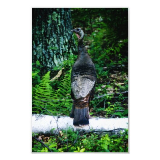 Moeder Turkije Foto Afdruk (Voorkant)