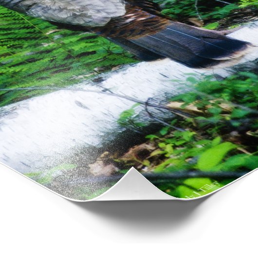 Moeder Turkije Foto Foto Afdruk (Hoek)