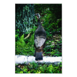 Moeder Turkije Foto Foto Afdruk