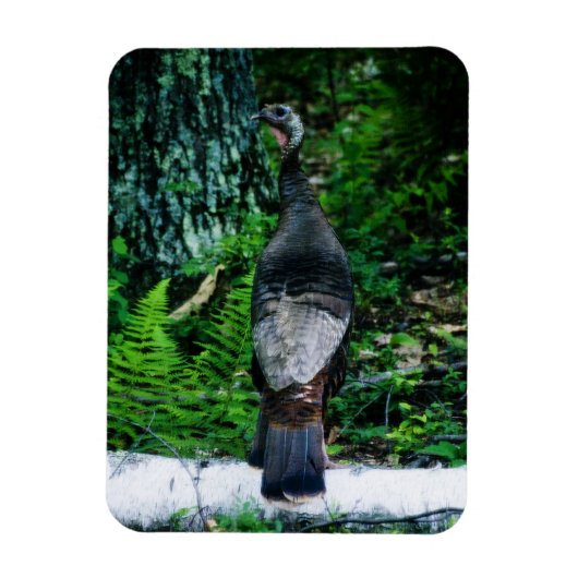Moeder Turkije Vinyl Magnet Magneet (Verticaal)