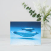 Moeder van Beluga en Baby Briefkaart (Staand voorkant)
