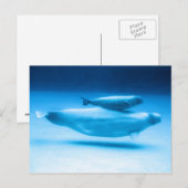 Moeder van Beluga en Baby Briefkaart (Voorkant / Achterkant)