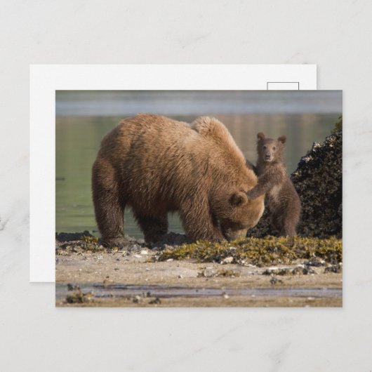 Moeder van het Beer van Grizzly met Cub op een str Briefkaart (Voorkant / Achterkant)