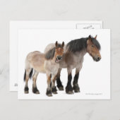Moeder & Veulen Belgisch Paard Briefkaart (Voorkant / Achterkant)