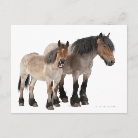 Moeder & Veulen Belgisch Paard Briefkaart (Voorkant)