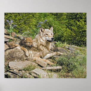 Moeder Wolf met 2 Cubaanse Poster