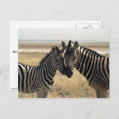 Moeder zebra en jonge zebra briefkaart (Voorkant / Achterkant)