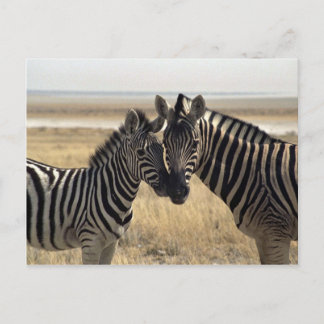 Moeder zebra en jonge zebra briefkaart