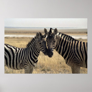 Moeder zebra en jonge zebra poster