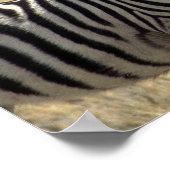 Moeder zebra en jonge zebra poster (Hoek)