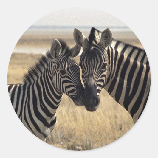 Moeder zebra en jonge zebra ronde sticker (Voorkant)