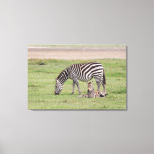 Moeder Zebra met Newborn Colt Canvas Afdruk