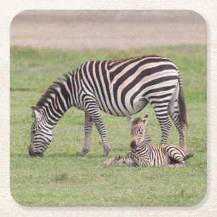 Moeder Zebra met Newborn Colt Kartonnen Onderzetters