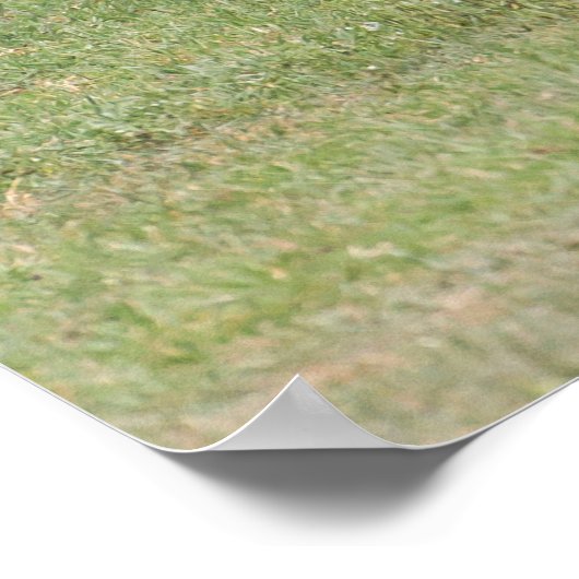 Moeder Zebra met Newborn Colt Poster (Hoek)