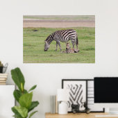 Moeder Zebra met Newborn Colt Poster (Thuiskantoor)