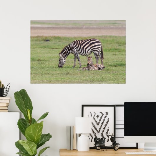 Moeder Zebra met Newborn Colt Poster (Thuiskantoor)