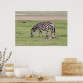 Moeder Zebra met Newborn Colt Poster (Keuken)