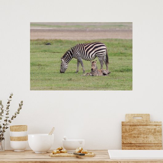 Moeder Zebra met Newborn Colt Poster (Keuken)