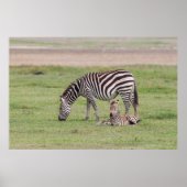 Moeder Zebra met Newborn Colt Poster (Voorkant)