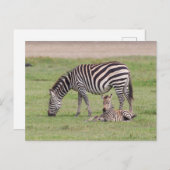 Moeder Zebra met pasgeboren kool Briefkaart (Voorkant / Achterkant)