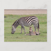Moeder Zebra met pasgeboren kool Briefkaart (Voorkant)