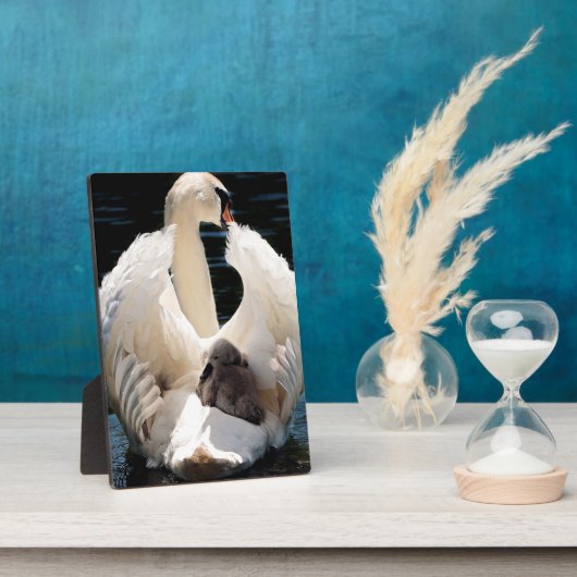 Moeder Zwan met Cygnets (baby zwanen) Fotoplaat (Zijkant)