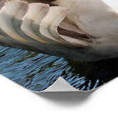 Moeder Zwan met Cygnets (baby zwanen) Poster (Hoek)