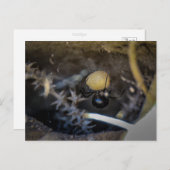 Moeder zwart briefkaart (Voorkant / Achterkant)