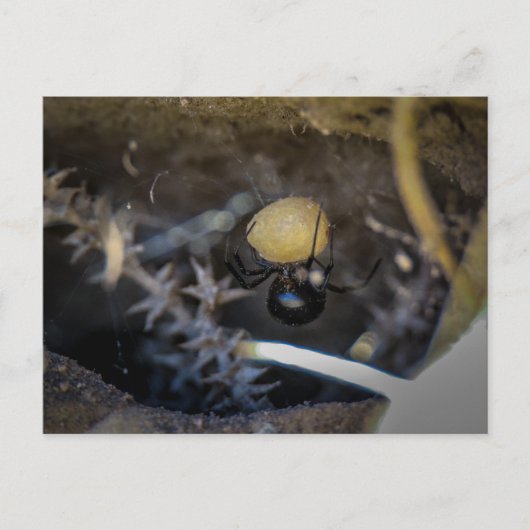 Moeder zwart briefkaart (Voorkant)