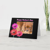 Moederdag Cavalier King Charles Margrieten Kaart (Voorkant)