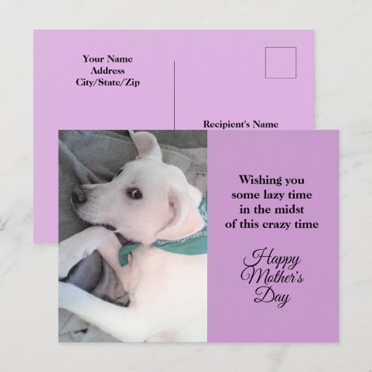 Moederdag Cute Lazy White Puppy Dog Lavender Ho Feestdagenkaart (Voorkant / Achterkant)