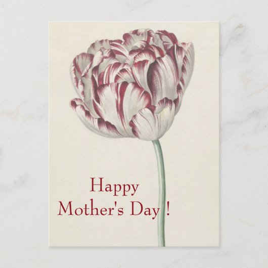 Moederdag -  fijn wit en rood tulp briefkaart (Voorkant)