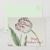 Moederdag -  fijn wit en rood tulp briefkaart (Voorkant / Achterkant)
