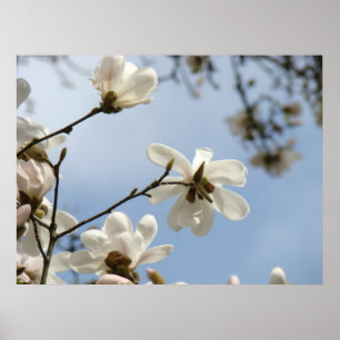 MOEDERDAG GIFTS ART Magnolia Tree Flowers Poster