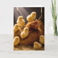 Moederdag Hen met Baby Kuikens in Schuur