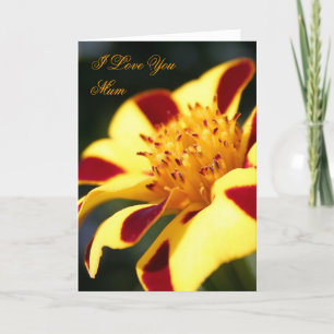 Moederdag Jolly Jester Marigold card Kaart