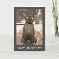 Moederdag kat kaart | Devon Rex vintage foto